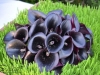 Burgundy mini calla lilies