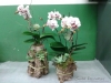 Just beautiful orchids